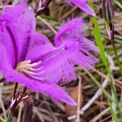 Thysanotus tuberosus (Common Fringe-lily) at Gundaroo, NSW - 22 Nov 2022 by Gunyijan