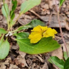 Goodenia hederacea subsp. hederacea (Ivy Goodenia, Forest Goodenia) at Gundaroo, NSW - 22 Nov 2022 by Gunyijan