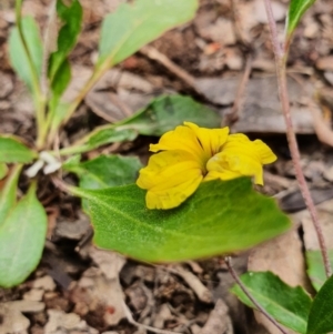 Goodenia hederacea subsp. hederacea at Gundaroo, NSW - 22 Nov 2022