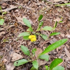 Goodenia hederacea subsp. hederacea at Gundaroo, NSW - 22 Nov 2022