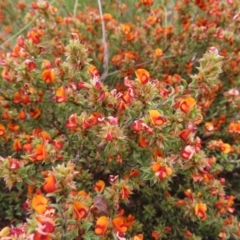 Pultenaea procumbens (Bush Pea) at Jerrabomberra, ACT - 23 Nov 2022 by MatthewFrawley