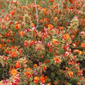 Pultenaea procumbens at Jerrabomberra, ACT - 23 Nov 2022