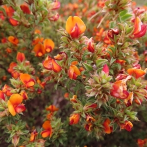 Pultenaea procumbens at Jerrabomberra, ACT - 23 Nov 2022