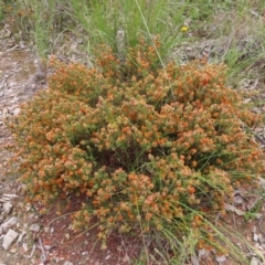 Pultenaea procumbens at Jerrabomberra, ACT - 23 Nov 2022