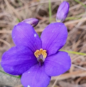 Cheiranthera linearis at Gundaroo, NSW - 22 Nov 2022 03:50 PM