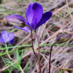 Cheiranthera linearis at Gundaroo, NSW - 22 Nov 2022