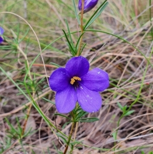 Cheiranthera linearis at Gundaroo, NSW - 22 Nov 2022 03:50 PM