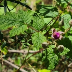 Rubus parvifolius (Native Raspberry) at Isaacs Ridge and Nearby - 23 Nov 2022 by Mike