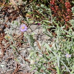 Vittadinia gracilis at Isaacs, ACT - 23 Nov 2022 03:00 PM