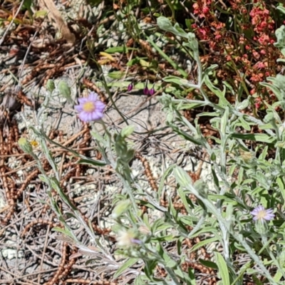 Vittadinia gracilis (New Holland Daisy) at Isaacs Ridge and Nearby - 23 Nov 2022 by Mike