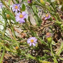 Vittadinia cuneata (Fuzzweed, New Holland Daisy) at Isaacs Ridge and Nearby - 23 Nov 2022 by Mike