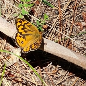 Heteronympha merope at Isaacs, ACT - 23 Nov 2022