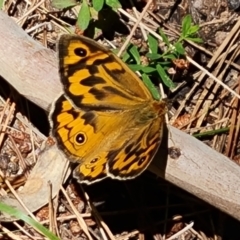 Heteronympha merope at Isaacs, ACT - 23 Nov 2022 02:46 PM