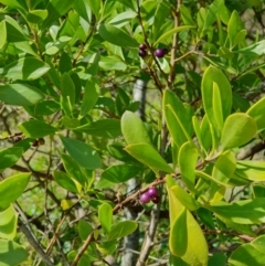 Myoporum insulare (Common Boobialla) at Lilli Pilli, NSW - 19 Nov 2022 by Bronnie