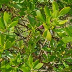 Myoporum insulare at Lilli Pilli, NSW - 19 Nov 2022