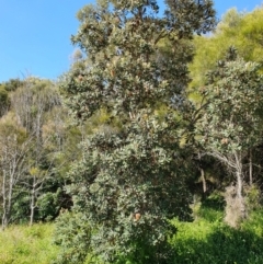 Banksia integrifolia subsp. integrifolia (Coast Banksia) at Lilli Pilli, NSW - 18 Nov 2022 by Bronnie