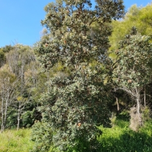 Banksia integrifolia subsp. integrifolia at Lilli Pilli, NSW - 19 Nov 2022