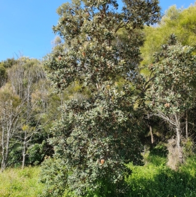 Banksia integrifolia subsp. integrifolia (Coast Banksia) at Lilli Pilli, NSW - 18 Nov 2022 by Bronnie