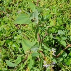 Atriplex australasica (Native Orache) at Lilli Pilli, NSW - 19 Nov 2022 by Bronnie