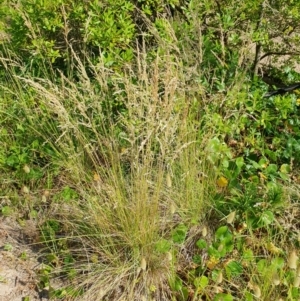 Poa labillardierei at Lilli Pilli, NSW - 19 Nov 2022 09:15 AM