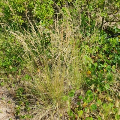 Poa labillardierei (Common Tussock Grass, River Tussock Grass) at Lilli Pilli, NSW - 18 Nov 2022 by Bronnie