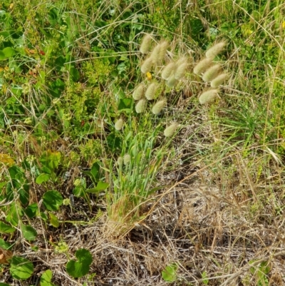 Lagurus ovatus (Hare's Tail Grass) at Lilli Pilli, NSW - 19 Nov 2022 by Bronnie