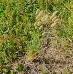 Lagurus ovatus (Hare's Tail Grass) at Lilli Pilli, NSW - 18 Nov 2022 by Bronnie