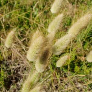 Lagurus ovatus at Lilli Pilli, NSW - 19 Nov 2022 09:13 AM