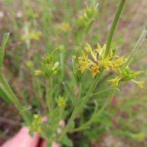 Pimelea curviflora at Jerrabomberra, ACT - 23 Nov 2022