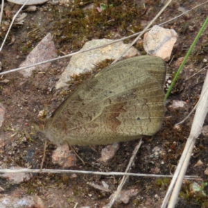 Heteronympha merope at Fadden, ACT - 23 Nov 2022