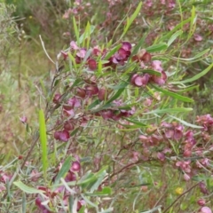 Dodonaea viscosa (Hop Bush) at Fadden, ACT - 22 Nov 2022 by MatthewFrawley