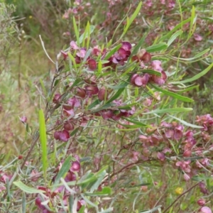 Dodonaea viscosa at Fadden, ACT - 23 Nov 2022