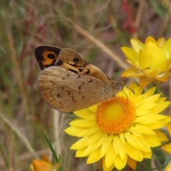 Heteronympha merope (Common Brown Butterfly) at Fadden, ACT - 22 Nov 2022 by MatthewFrawley