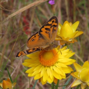 Heteronympha merope at Fadden, ACT - 23 Nov 2022