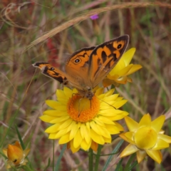 Heteronympha merope at Fadden, ACT - 23 Nov 2022