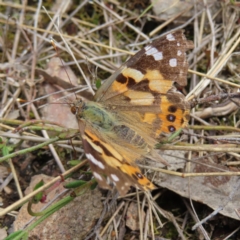 Vanessa kershawi (Australian Painted Lady) at Jerrabomberra, ACT - 23 Nov 2022 by MatthewFrawley