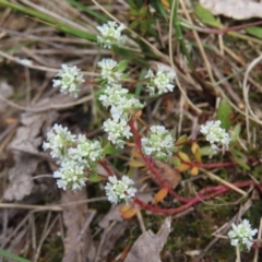 Poranthera microphylla (Small Poranthera) at Jerrabomberra, ACT - 23 Nov 2022 by MatthewFrawley