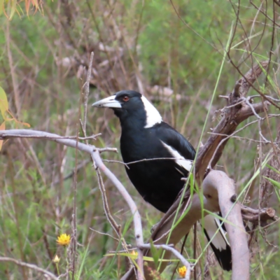 Gymnorhina tibicen (Australian Magpie) at Wanniassa Hill - 23 Nov 2022 by MatthewFrawley