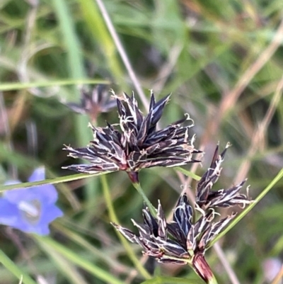 Schoenus apogon (Common Bog Sedge) at Griffith Woodland - 23 Nov 2022 by AlexKirk