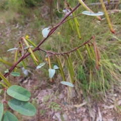 Indigofera australis subsp. australis (Australian Indigo) at Jerrabomberra, ACT - 23 Nov 2022 by MatthewFrawley