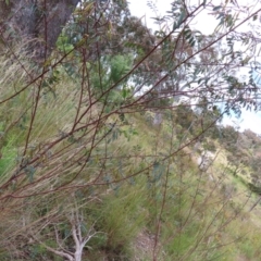 Indigofera australis subsp. australis at Jerrabomberra, ACT - 23 Nov 2022