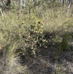 Dodonaea viscosa (Hop Bush) at Aranda, ACT - 23 Nov 2022 by lbradley
