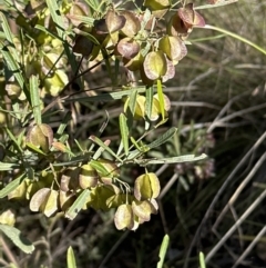 Dodonaea viscosa at Aranda, ACT - 23 Nov 2022