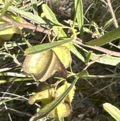 Dodonaea viscosa at Aranda, ACT - 23 Nov 2022