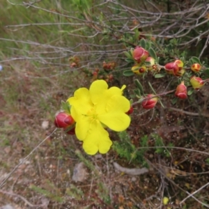 Hibbertia obtusifolia at Jerrabomberra, ACT - 23 Nov 2022