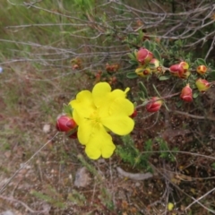 Hibbertia obtusifolia (Grey Guinea-flower) at Jerrabomberra, ACT - 23 Nov 2022 by MatthewFrawley