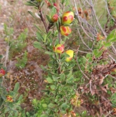 Hibbertia obtusifolia at Jerrabomberra, ACT - 23 Nov 2022 11:12 AM