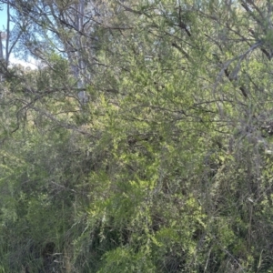 Kunzea ericoides at Aranda, ACT - 23 Nov 2022