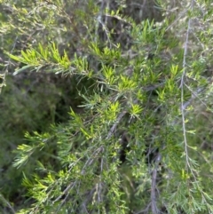 Kunzea ericoides at Aranda, ACT - 23 Nov 2022