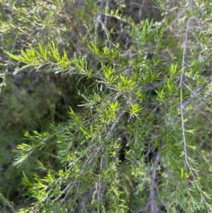 Kunzea ericoides at Aranda, ACT - 23 Nov 2022 04:30 PM